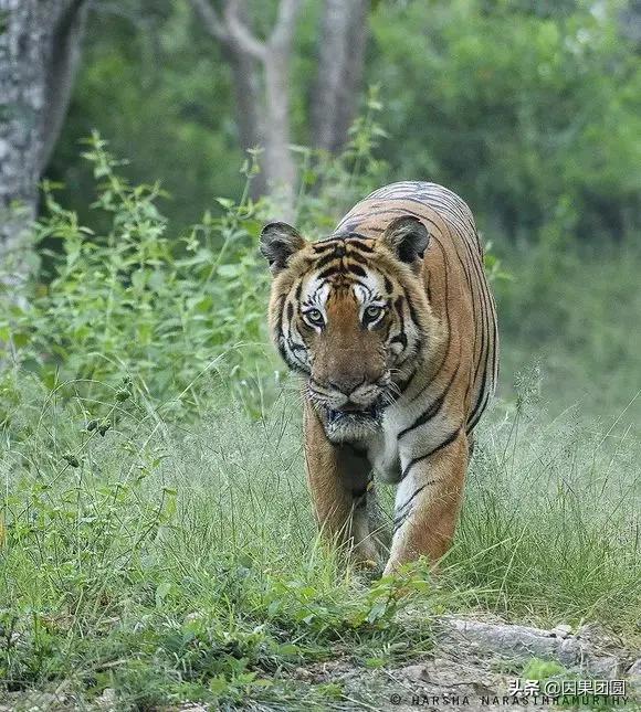 虎王拉贾孩子,虎王拉贾儿子怎么死的