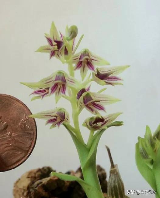 石斛分类小知识,石斛多少种哪一种比较好