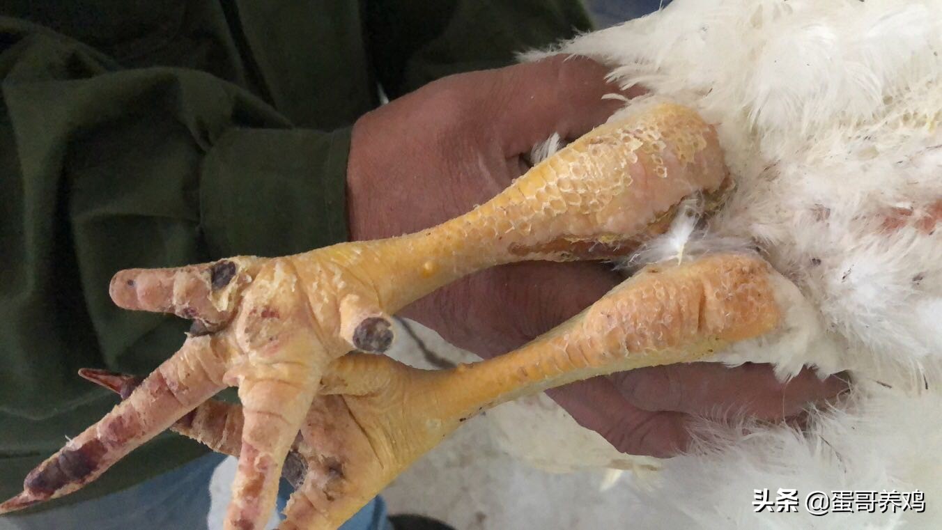 鸡痘和猴痘一样吗,养鸡葡萄球菌病怎么治疗