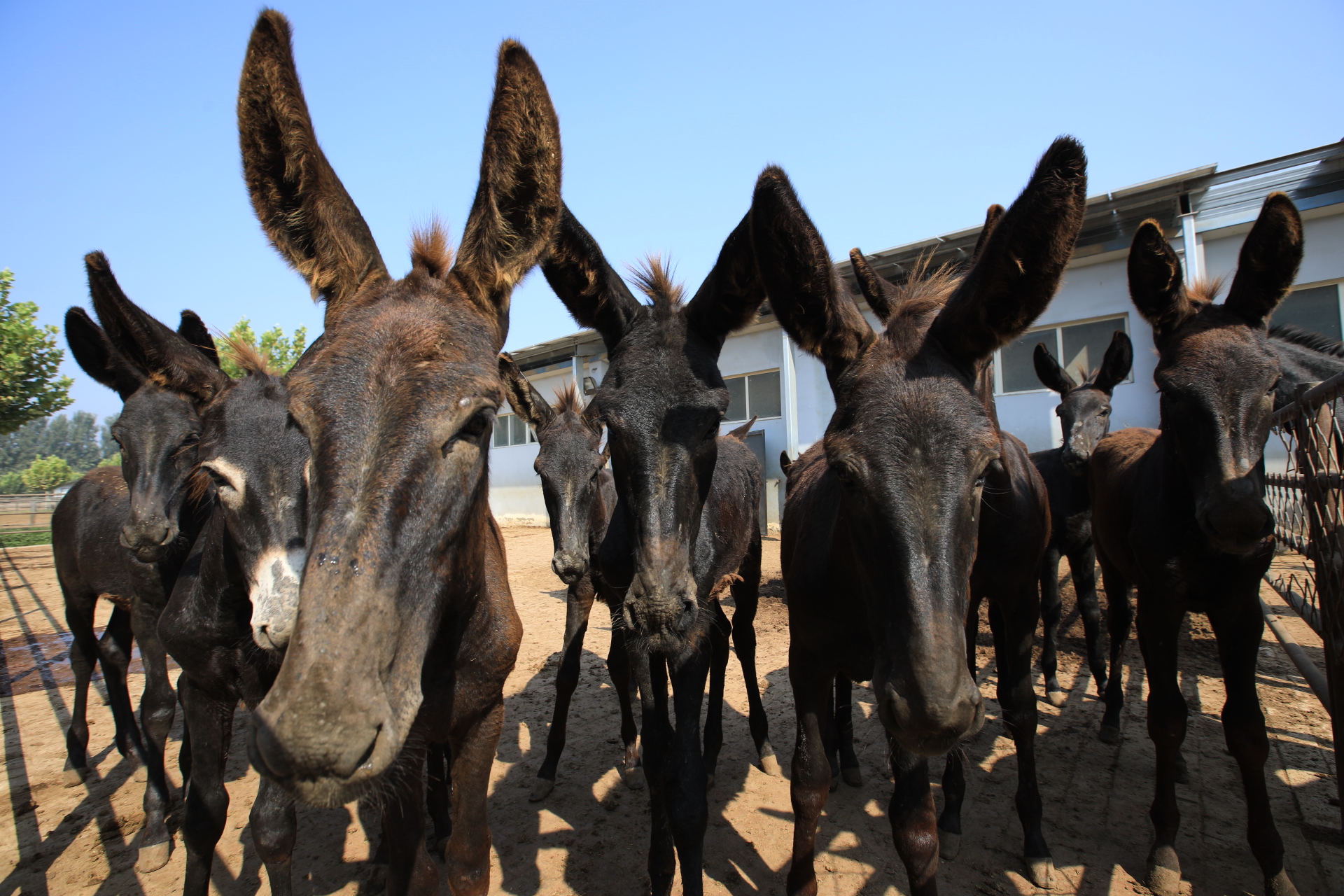 东阿县毛驴养殖基地,黑毛驴养殖基地