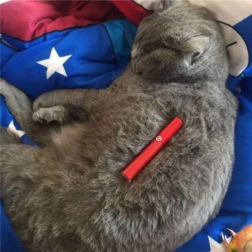 看到自家猫心情都会很好,这样的猫你会想养一只吗