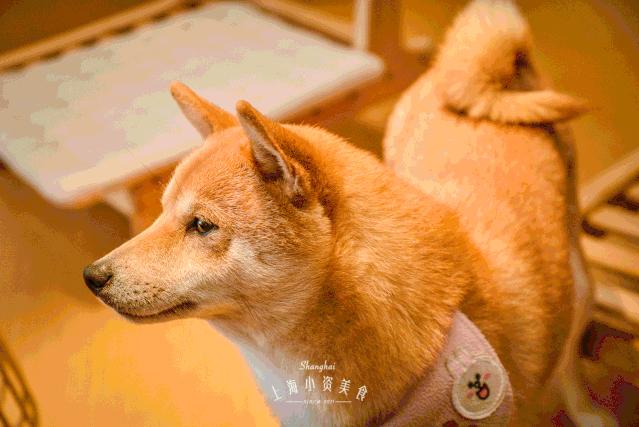 豆柴犬幼犬直播,豆柴是一只非常可爱的小狗