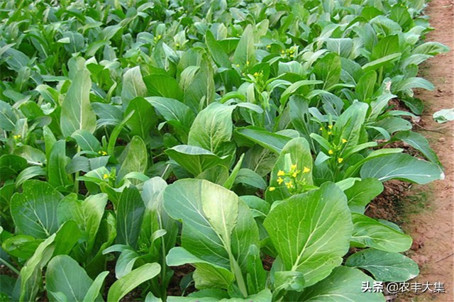 广西地区种哪种菜心比较高产,菜心高产栽培关键技术