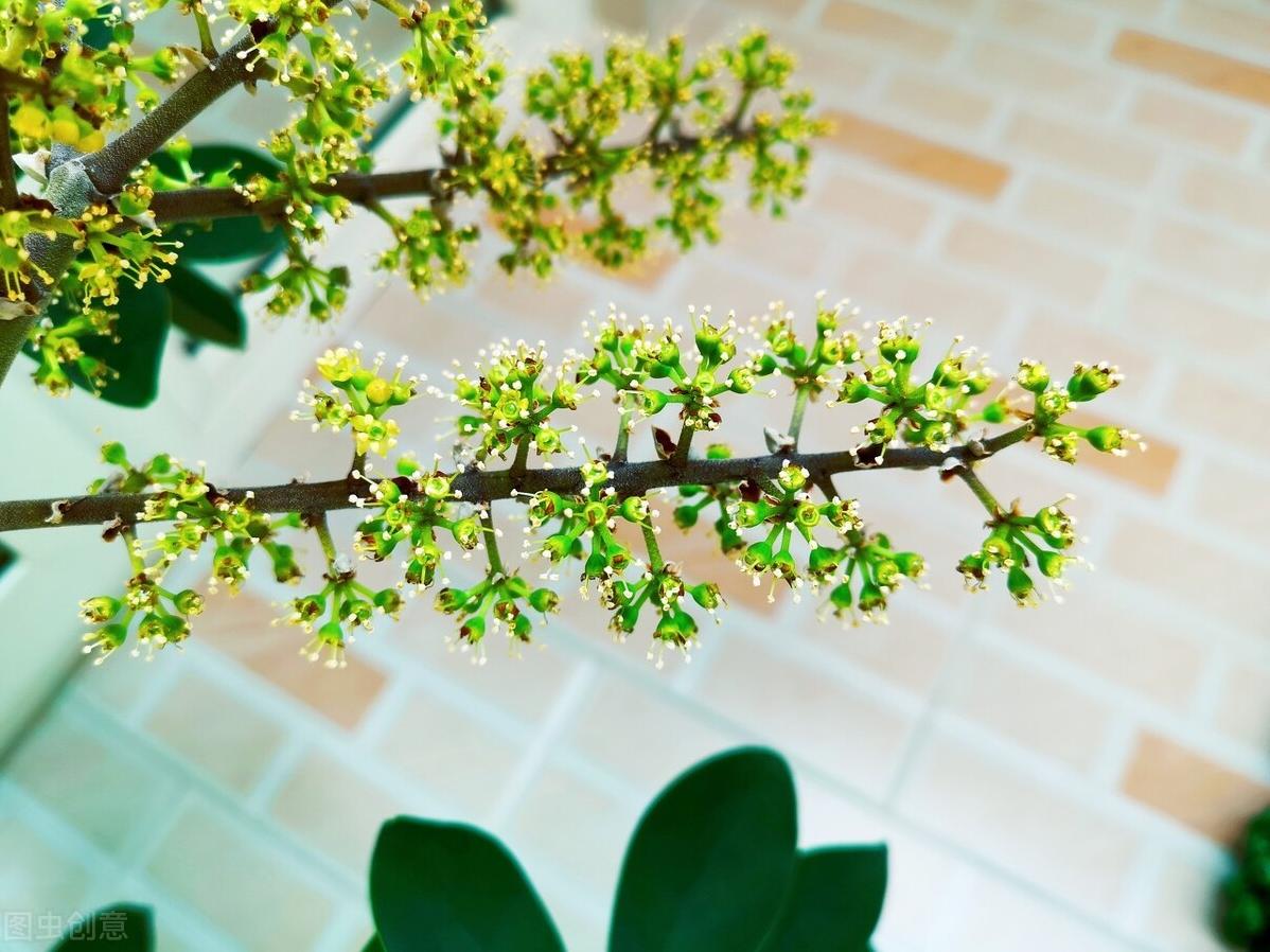 八方来财怎么养才能旺盛,八方来财怎么养才长得快