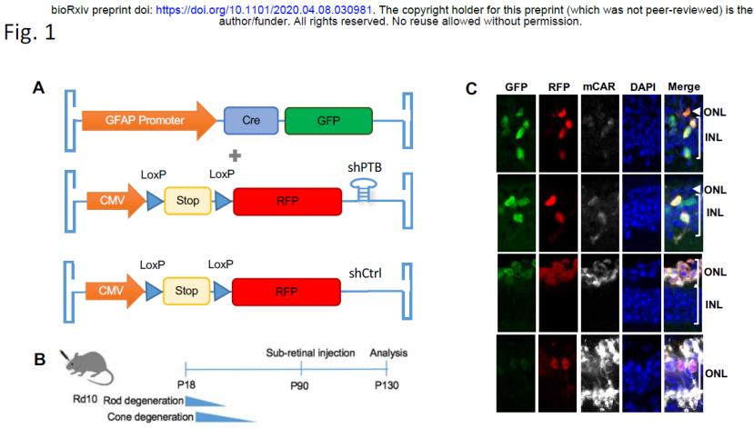 杨辉指付向东讲的与发表的不同