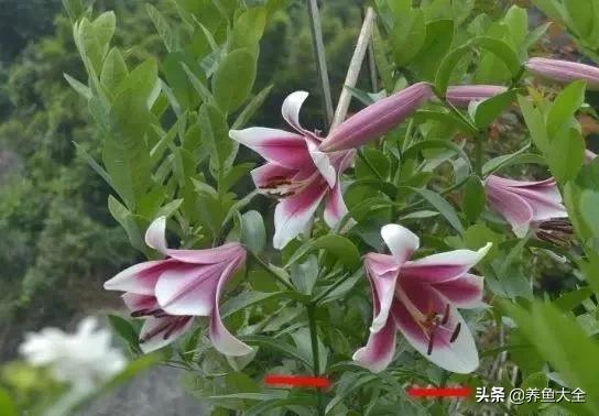 花卉盆栽的造型和修剪技术,盆栽花卉修剪方法