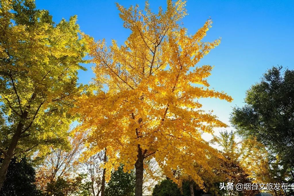 张裕卡斯特酒庄摘葡萄,张裕卡斯特酒庄750毫升定制