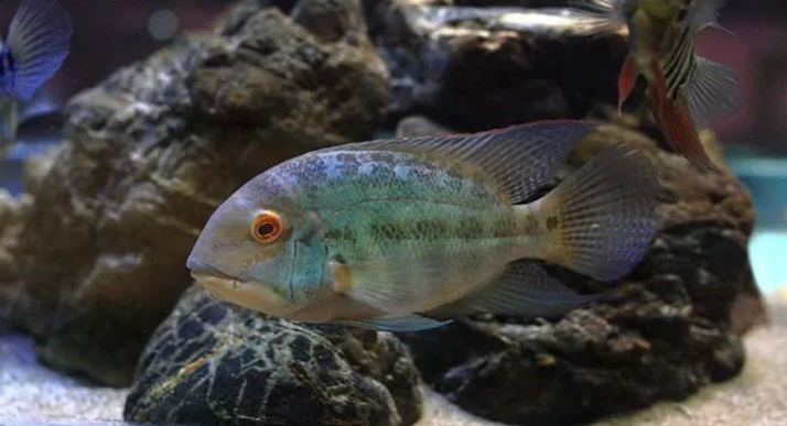 南美慈鲷,慈鲷有黑色的吗