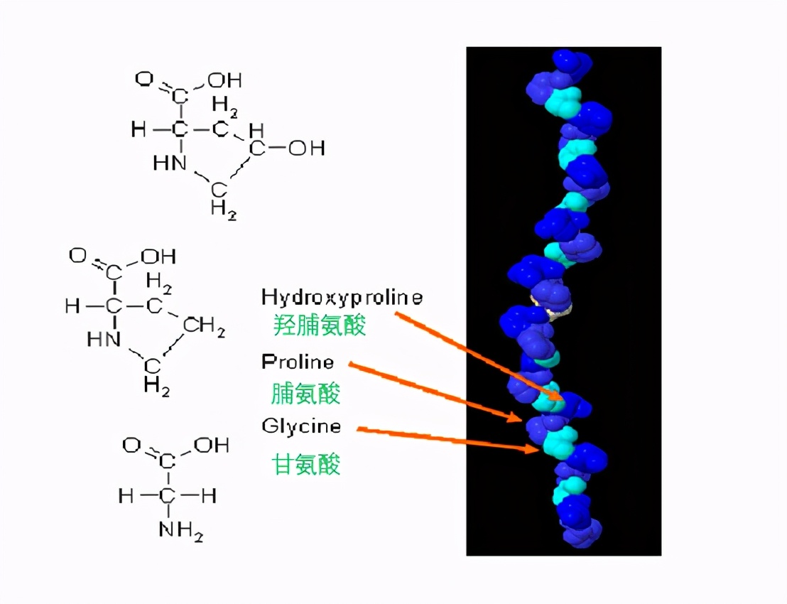 海洋胶原蛋白是智商税吗,胶原蛋白肽是不是智商税