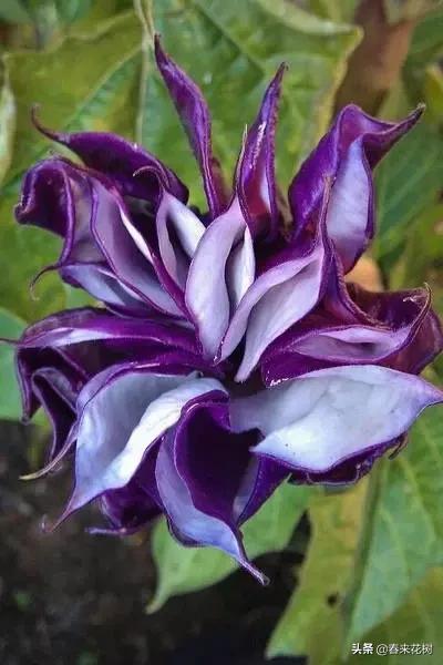 神奇的植物图片及介绍大全,十大最好的神奇植物