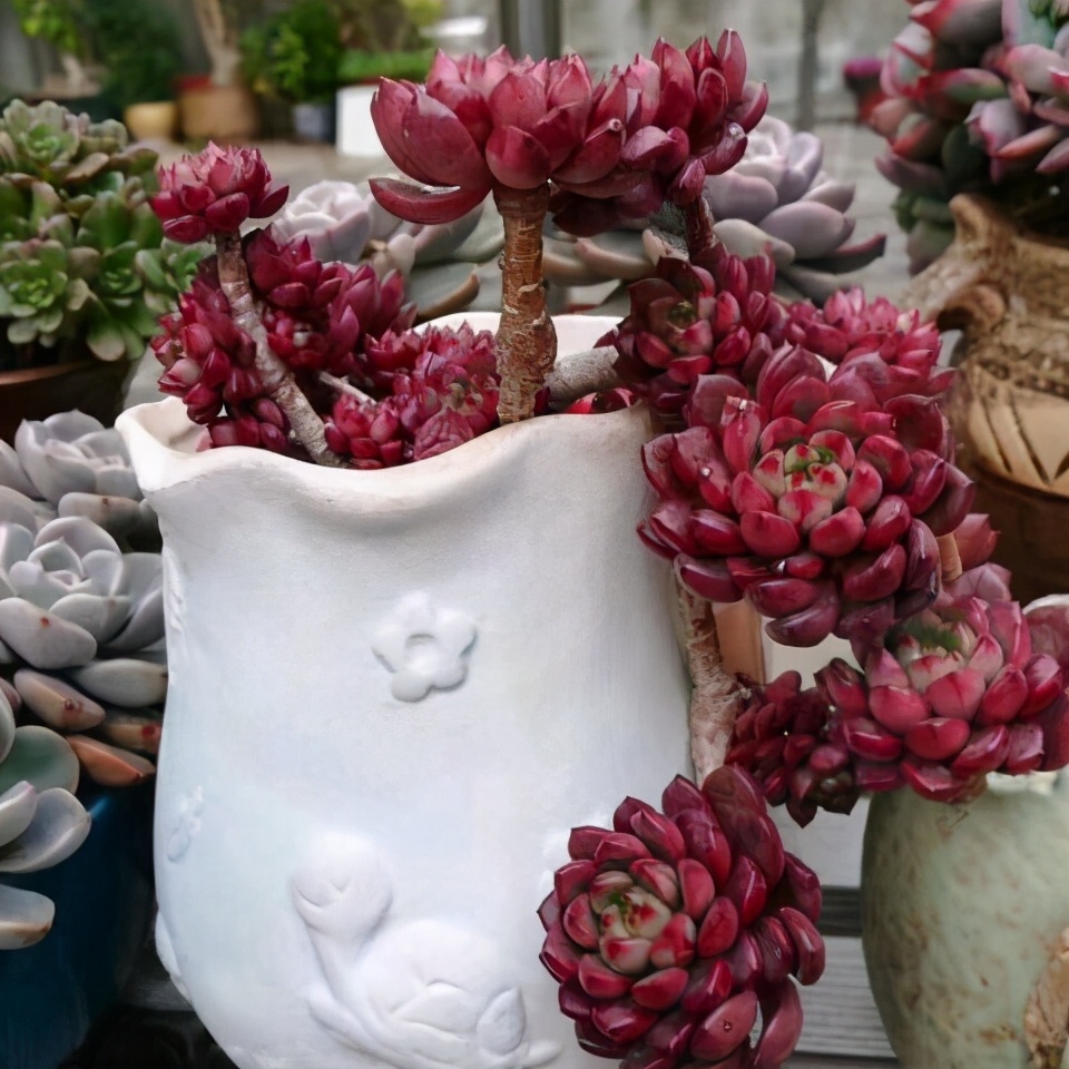 多肉怎么让它只长大不长高,多肉一直长不大怎么办