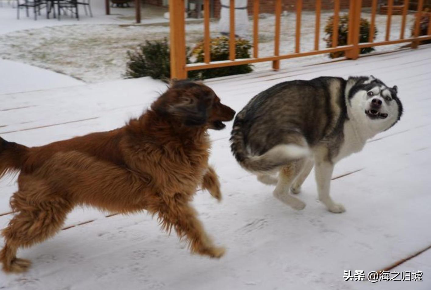 神级抓拍图片,25张令人惊叹的“神”级抓拍