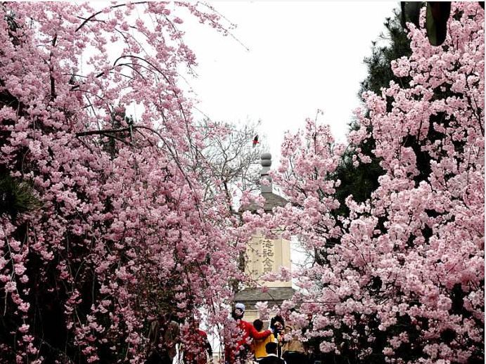几月赏樱花最好,最美赏樱攻略大全