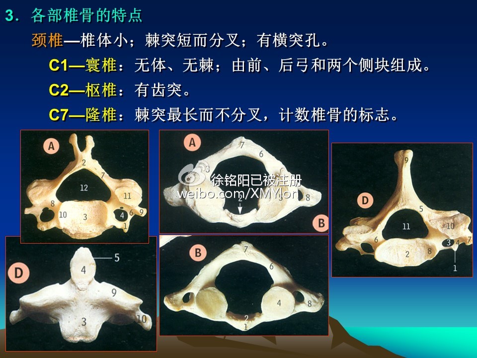 医生常用的解剖学、内外科口诀