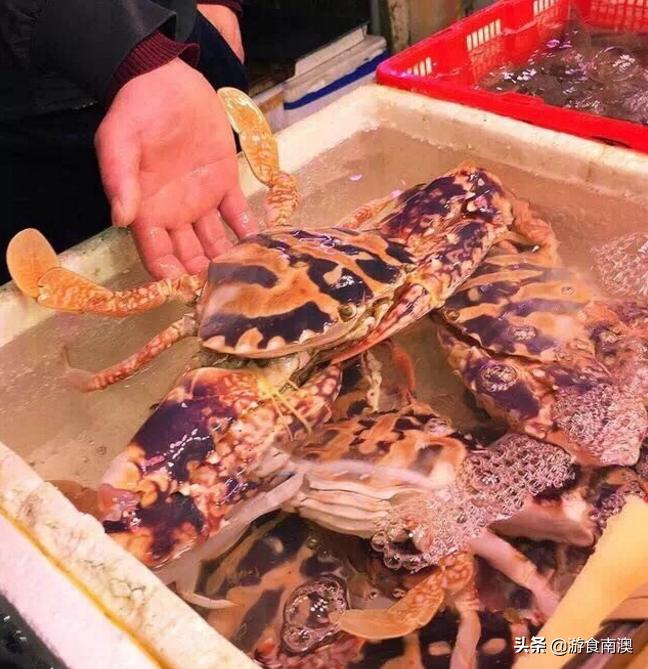 南澳岛看到的蟹是什么蟹,南澳蟹类大全