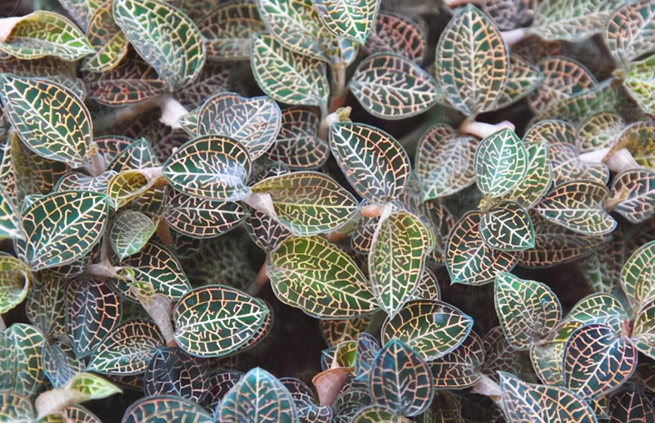 金线莲生长环境和地区,金线莲的生长喜光吗