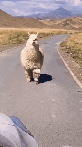 生物老师是女的,生物老师是个女的