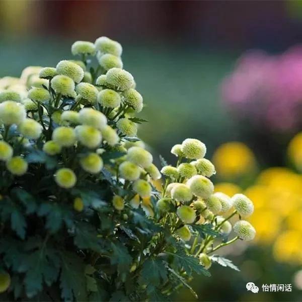 清明：云承心语到祖茔马德武怡情闲话