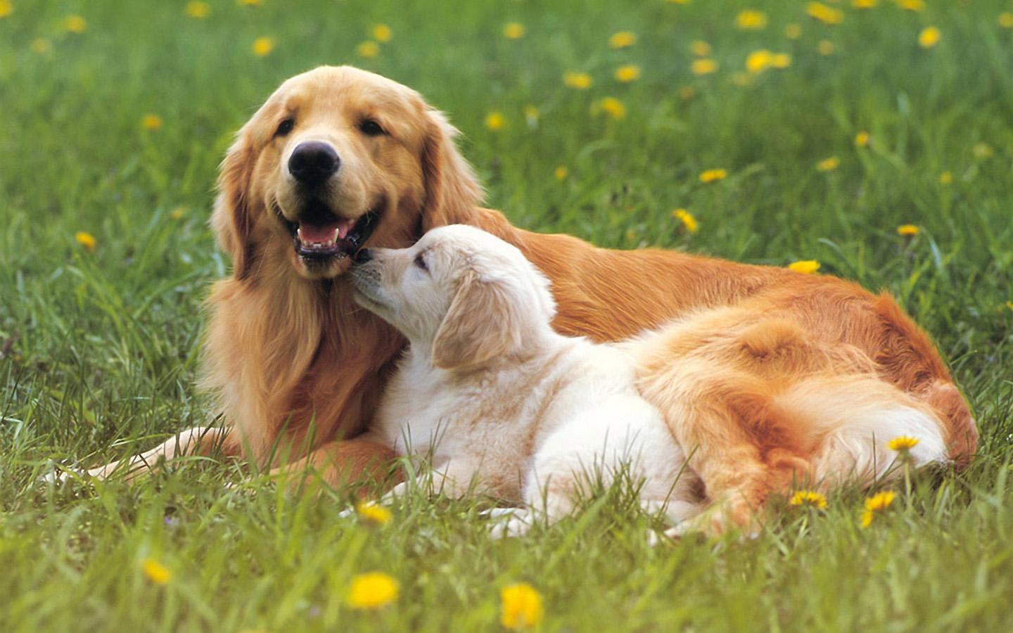 狗狗十大疾病及治疗方法,狗狗常见疾病发病症状及如何治疗