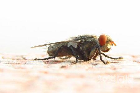 蚊子和苍蝇冬天去哪里,苍蝇蚊子冬天死掉还是冬眠