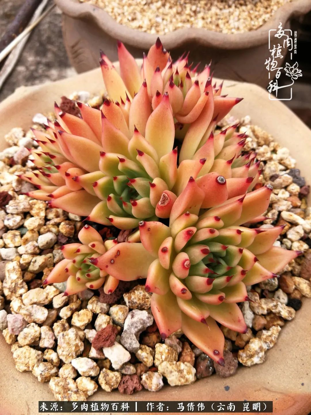 熬过了夏天的多肉,多肉熬过夏天惊艳整个秋天