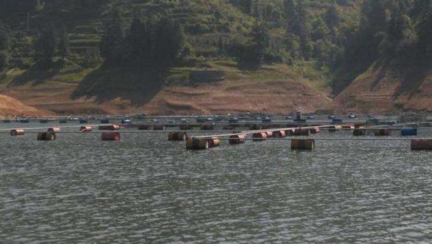 水库养鱼养殖方式,水库养鱼管理制度