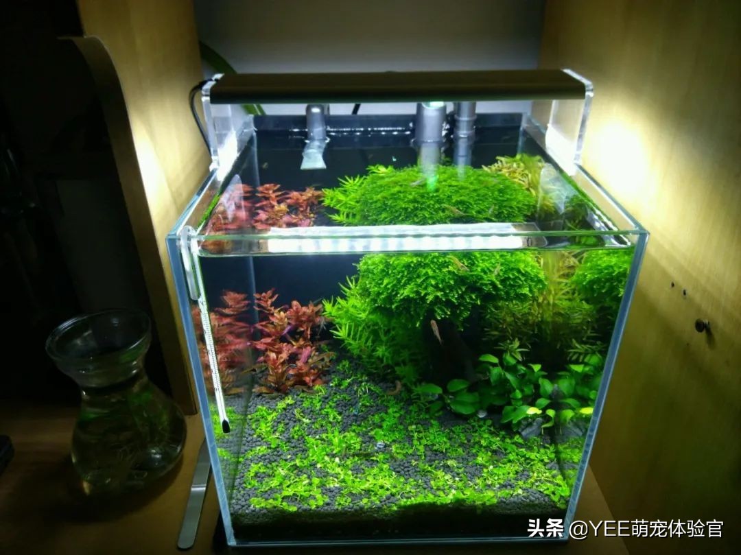 石头上的黑毛藻怎么去除,戊二醛去除黑毛藻用量