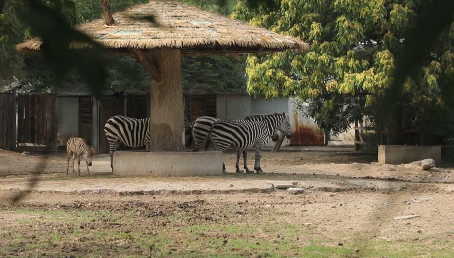 北京动物园和北京大兴野生动物园,北京动物园儿童动物园