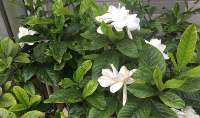 栀子花黄叶表现及处理方法,栀子花黄叶有什么管用的方法解决