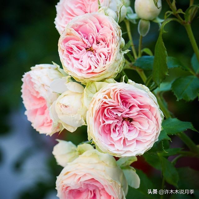 新手月季种植手册，牢记这6点，不死苗、开花多。新手收藏备用