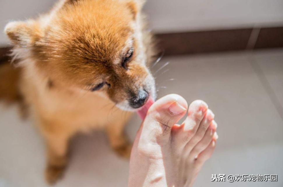 狗狗喜欢舔主人脚丫子意味着什么?原因有四个,看完长知识了
