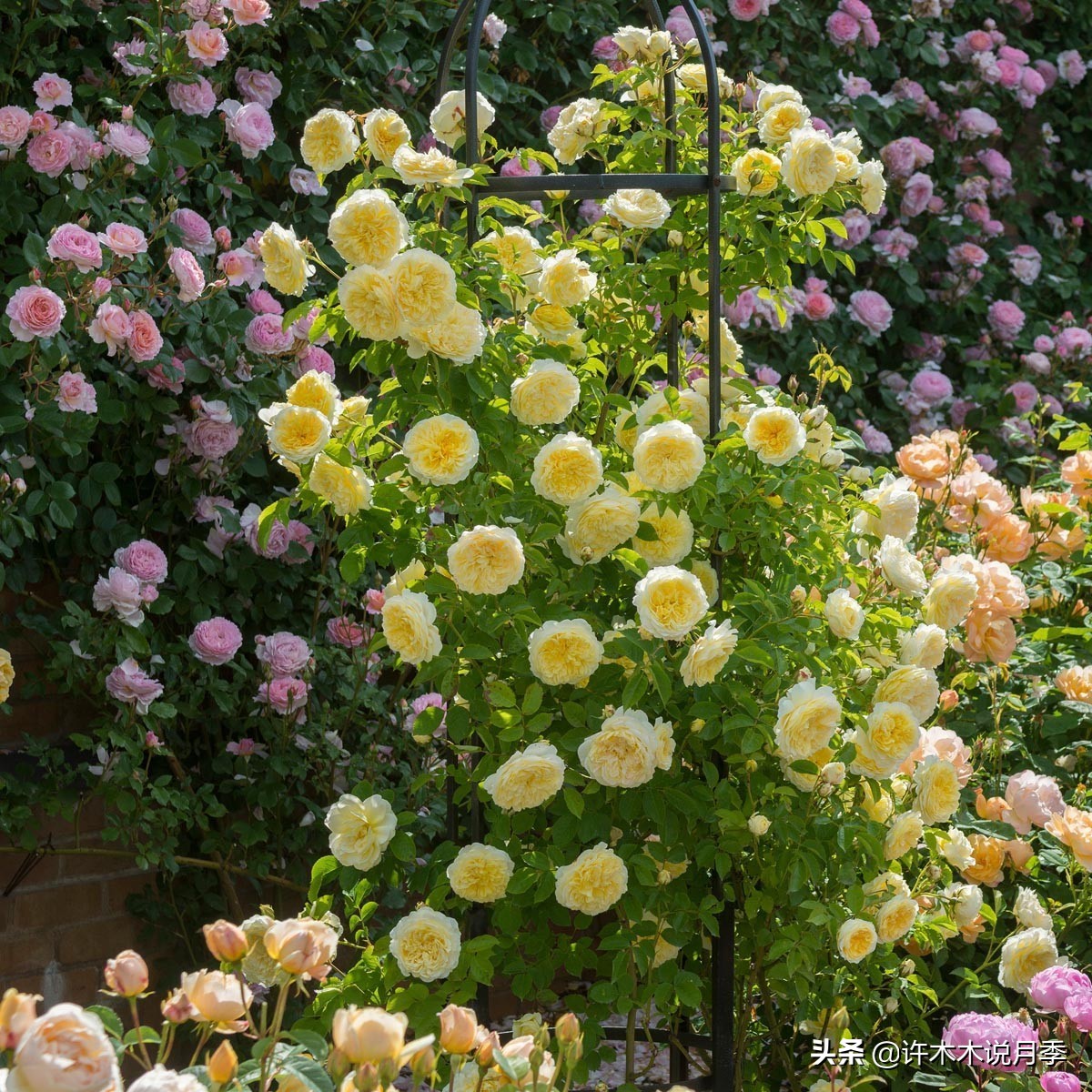 为啥网上买的月季花很难成活,为什么买的月季花养不活