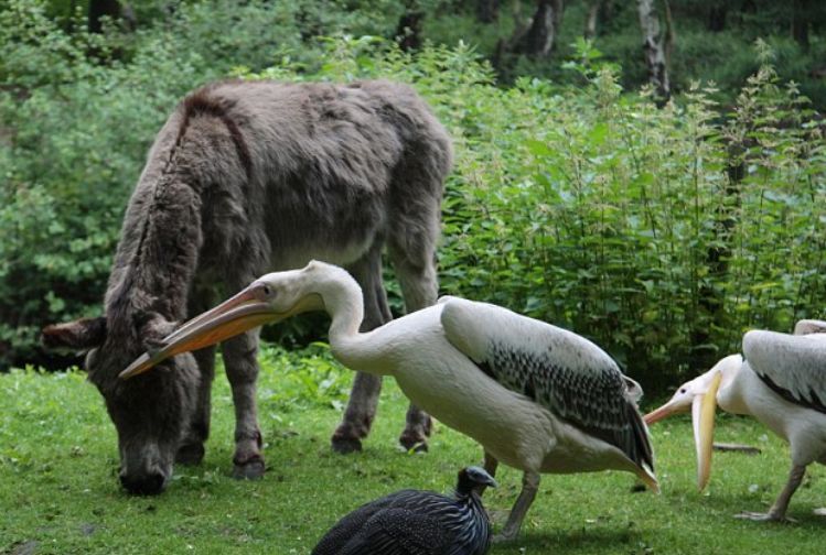 万物皆可吞的鹈鹕,鹈鹕万物皆可吞