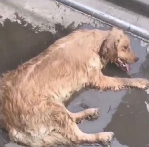 狗狗常见的病怎么预防,狗狗生病了怎么预防