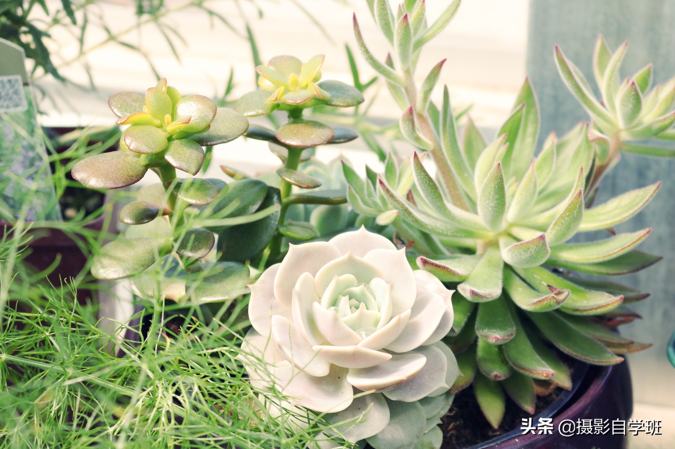 灰色显高级发色,高级灰风格照片的特点和调色方法