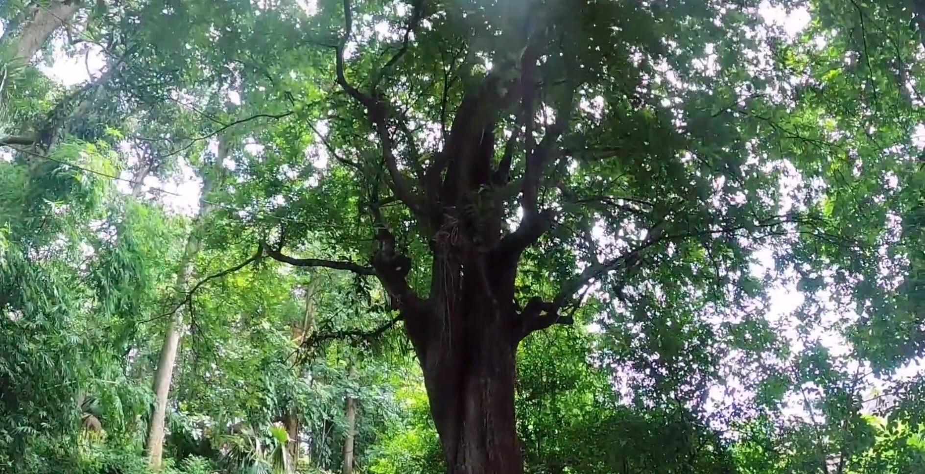 西双版纳热带雨林导游,西双版纳热带雨林谷导游