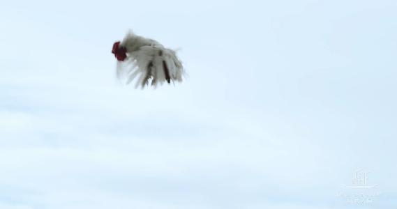 楦℃儏鍥涘皠闊╁紡鐐搁浮浼樻儬鍥㈣喘,楦℃儏鍥涘皠