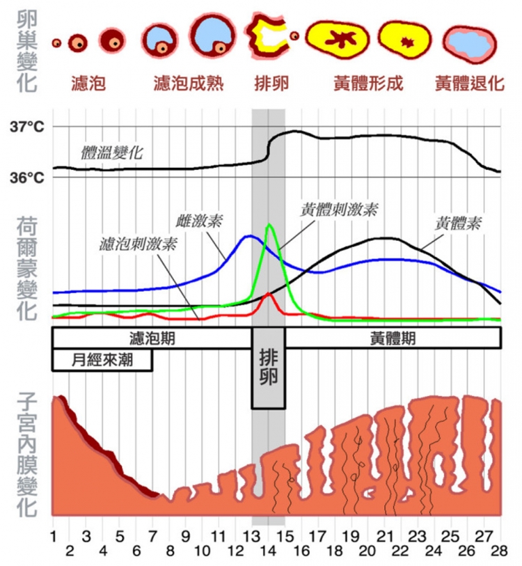 备孕男性要查性激素六项吗,备孕检查性激素六项跟甲功