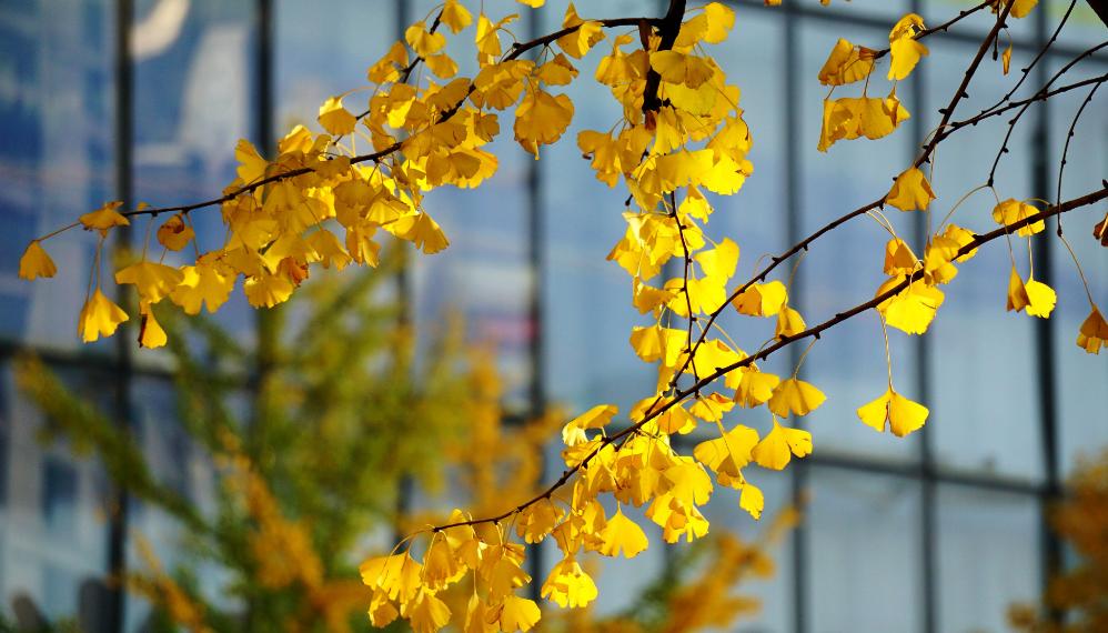 关于银杏叶秋天意境的诗句,十二首有关银杏的诗词