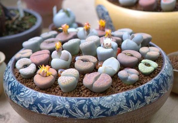 多肉生石花怎么移栽,生石花最好养的多肉