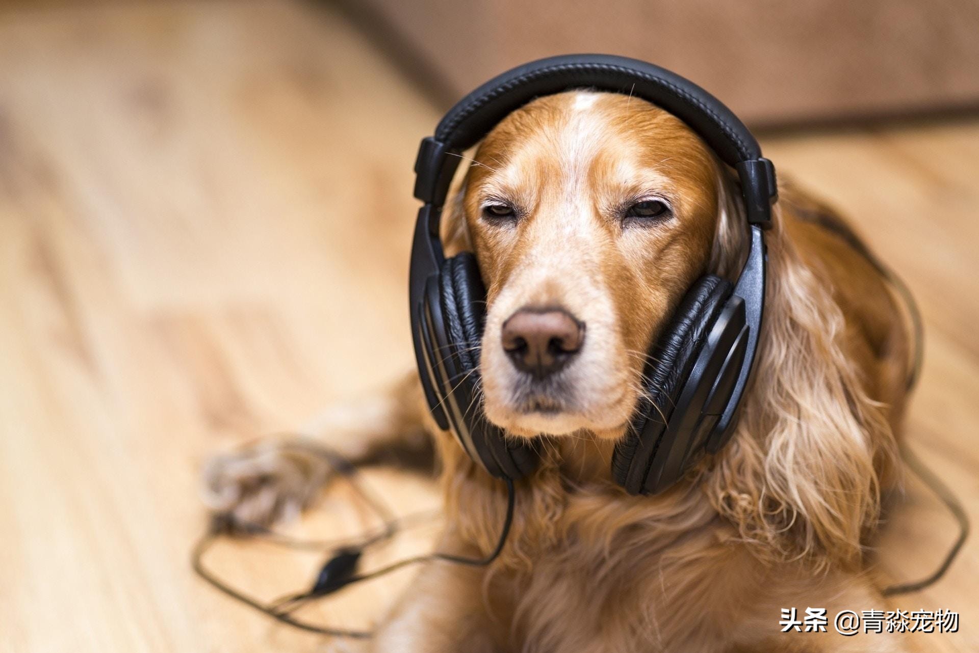 爱犬丢失找回最佳方法,爱犬走失主人怎么找回