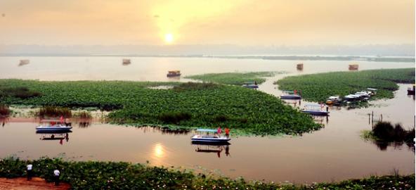 淮阳龙湖：神州第一荷