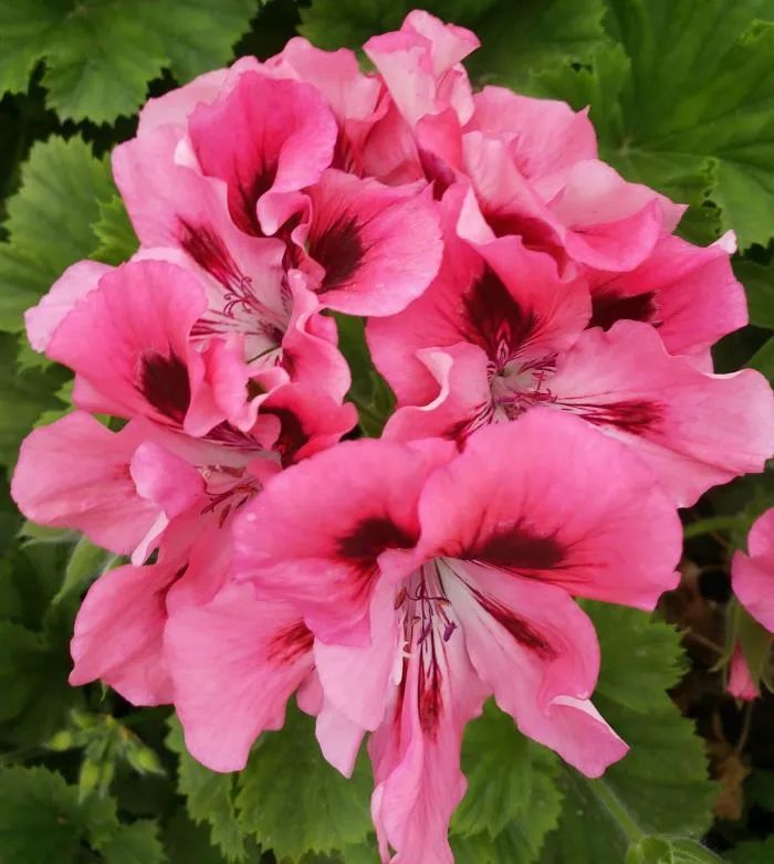 这种花别乱浇水水越多越不开花,这种花不怕冷好养易活