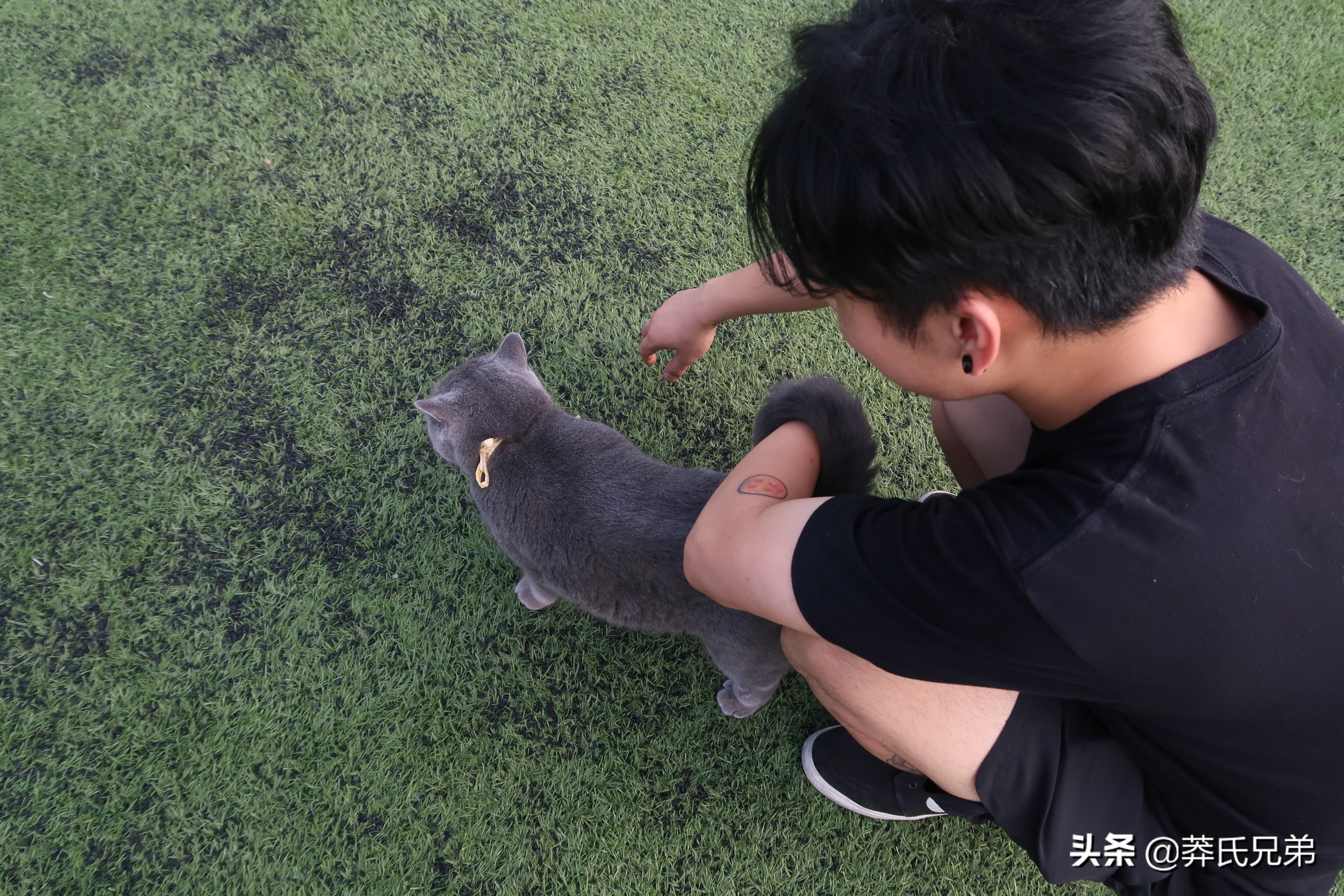 带猫去打篮球,带小猫咪去球场