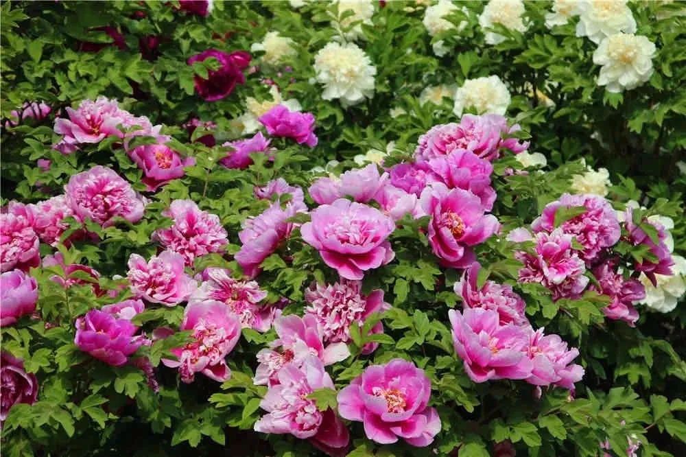 养花人最值得养的十二种花，一种花一种风华，你家养了几种？