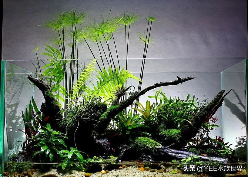 下了盐可以下硝化细菌吗,下了盐为什么会有那么多气泡