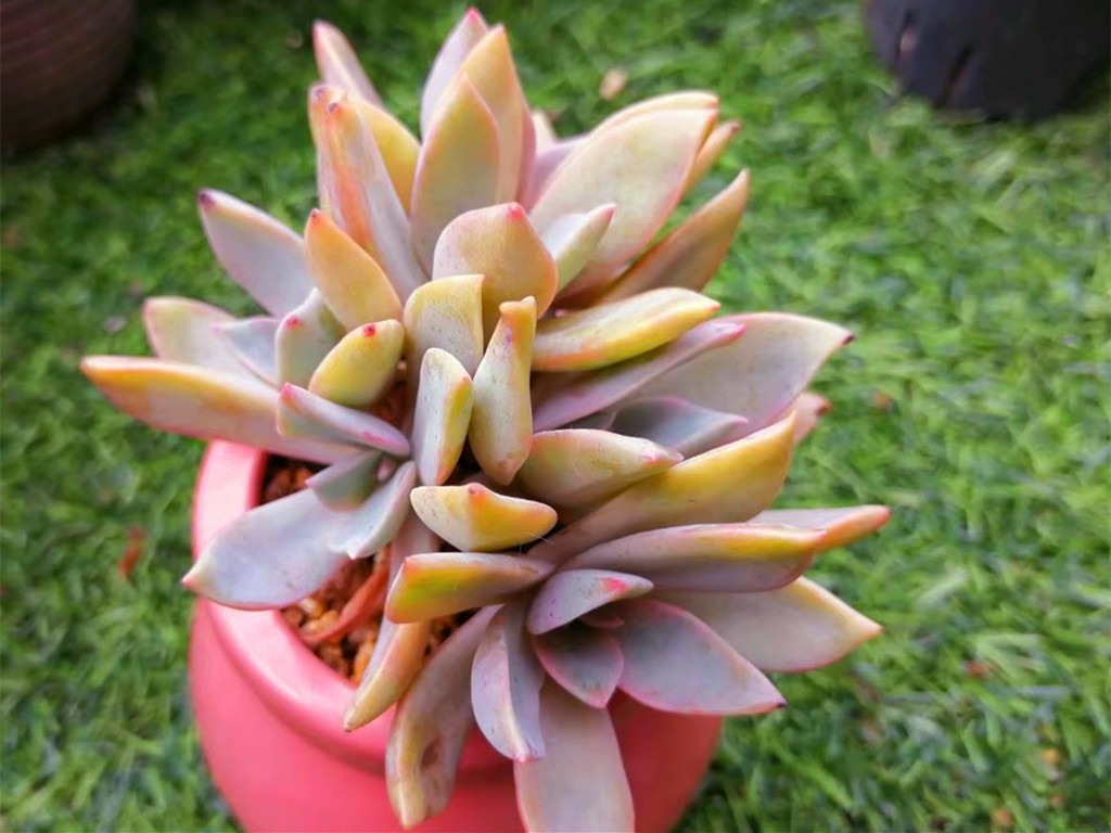 它们的名字都叫初恋,究竟谁真谁假?应该只是不同的肉肉重名了