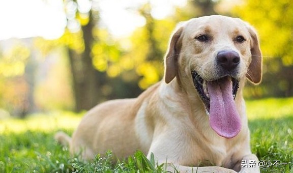 养狗需谨慎，温顺懂事的拉布拉多也有缺点，这几个点宠主要知道