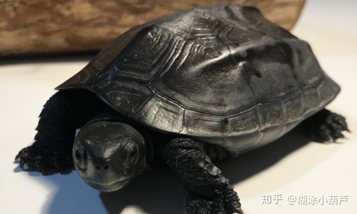 百龟图片,百龟高清图片大全