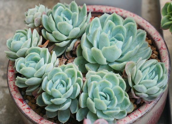 新手养多肉的方法和技巧,怎样能把多肉养得又肥又好看